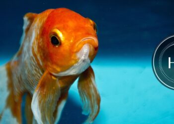 What can I feed a goldfish if I don’t have fish food? |