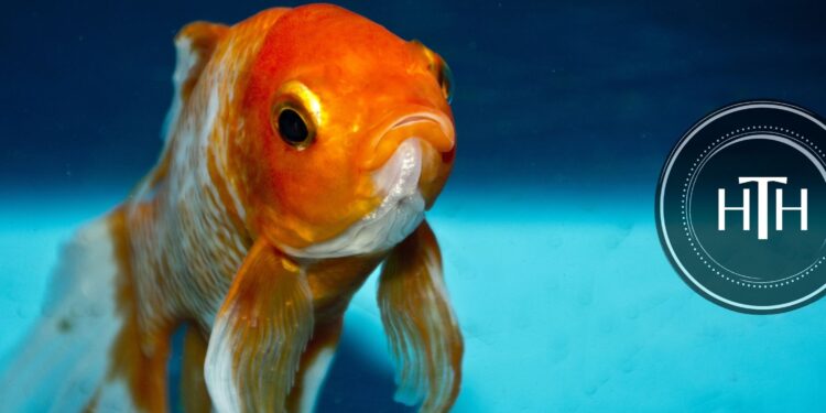 What can I feed a goldfish if I don’t have fish food? |