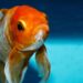 What can I feed a goldfish if I don’t have fish food? |