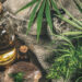 What is Harle Tsu, and Should you Add it to Your Lifestyle?