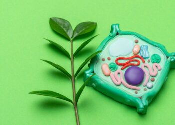 Mitochondria: Their Role In Male Infertility