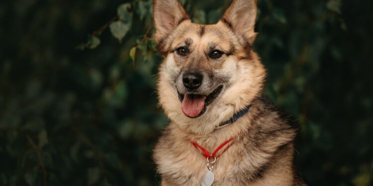 Personalized ID Tags for Dogs That Look Great on Them