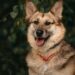 Personalized ID Tags for Dogs That Look Great on Them