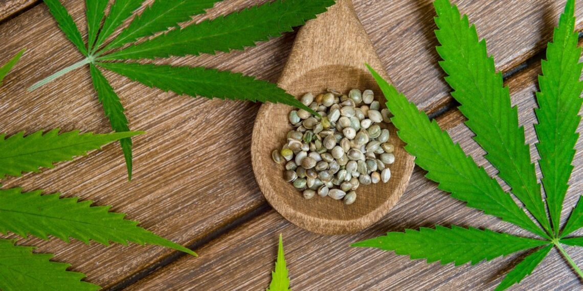 What Are High-CBD Feminized Cannabis Seeds