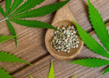 What Are High-CBD Feminized Cannabis Seeds