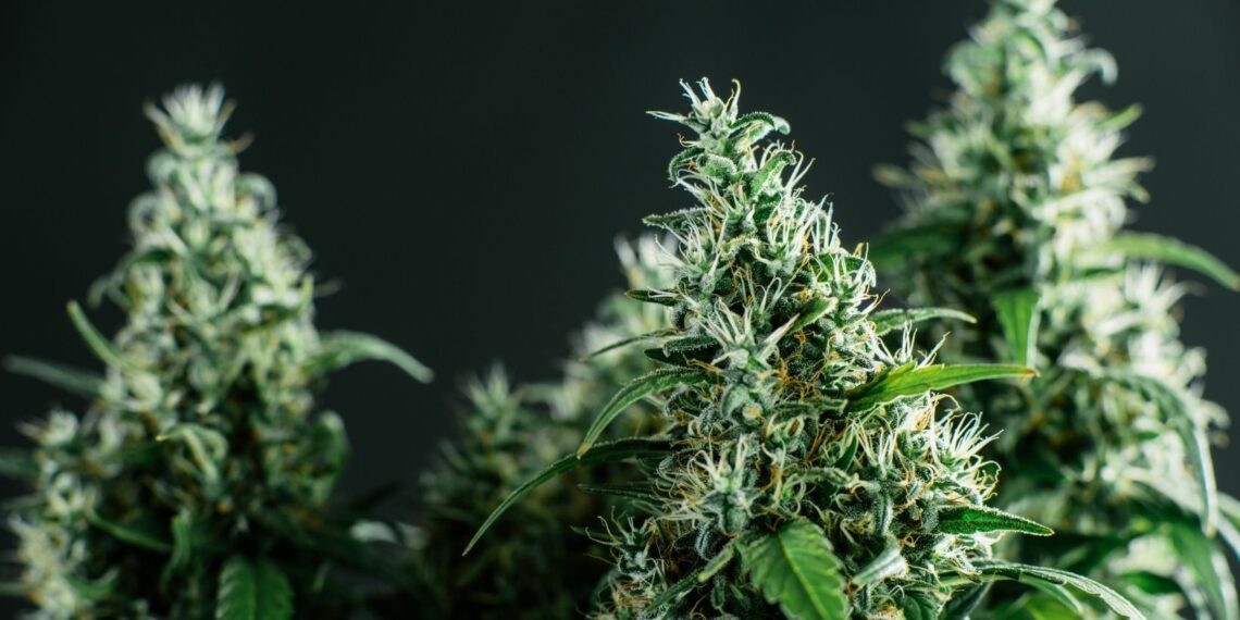 What Are CBD Hemp Flowers?