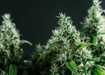What Are CBD Hemp Flowers?