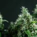 What Are CBD Hemp Flowers?
