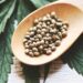 Marijuana Seeds For Sale: What To Know Before Buying