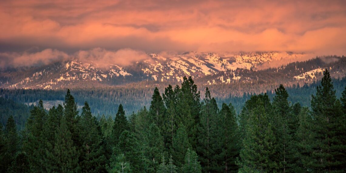 Plant Life: The Life Span Of A Pine Tree