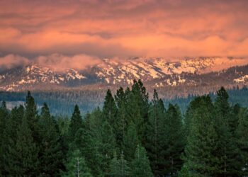 Plant Life: The Life Span Of A Pine Tree