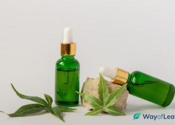 The Most Rated CBD Delivery Apps