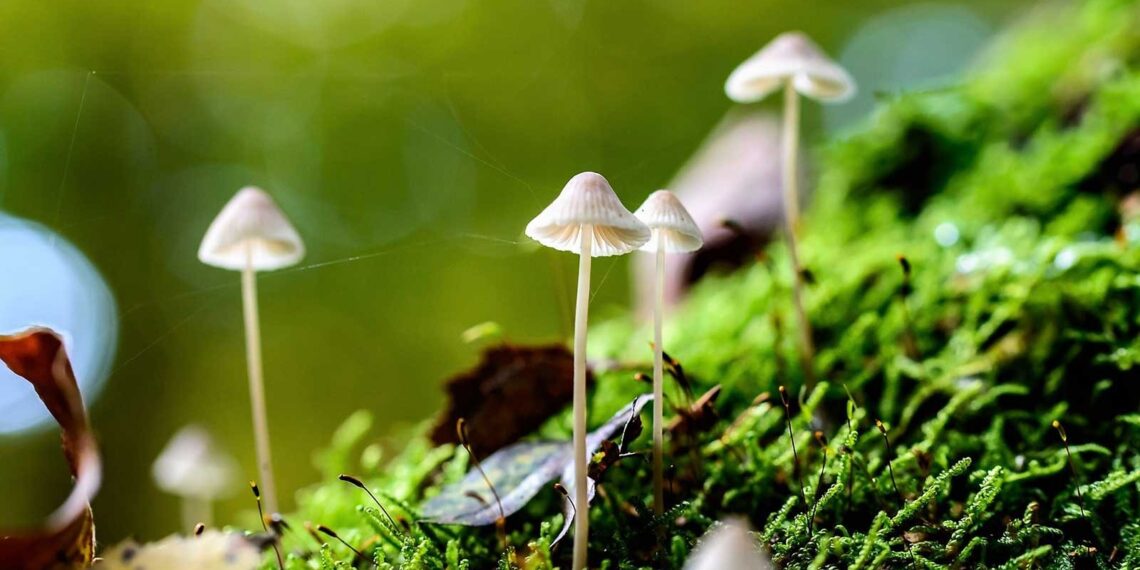 10 Things You Didn’t Know About Mushrooms