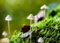 10 Things You Didn’t Know About Mushrooms