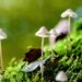 10 Things You Didn’t Know About Mushrooms
