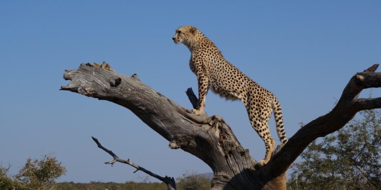 rajkotupdates.news:cheetah-magnificent-but-fragile-experts-list-concerns-for-cheetahs