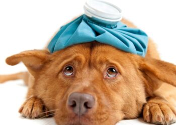 Symptoms Of Serious Illness In Dogs: My Dog Is Shaking And Acting Weird All Of A Sudden