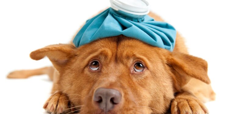 Symptoms Of Serious Illness In Dogs: My Dog Is Shaking And Acting Weird All Of A Sudden