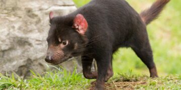 comida del sudeste visita guiada privada con el demonio de tasmania unzoo