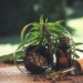 7 Ways To Add Hemp Edibles To Your Daily Meals