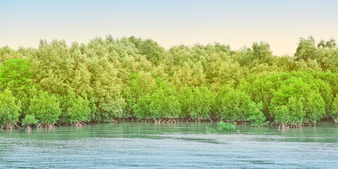 explain why traditional views about mangrove forests helped lead to their degradation.