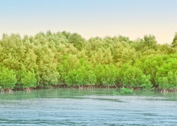 explain why traditional views about mangrove forests helped lead to their degradation.