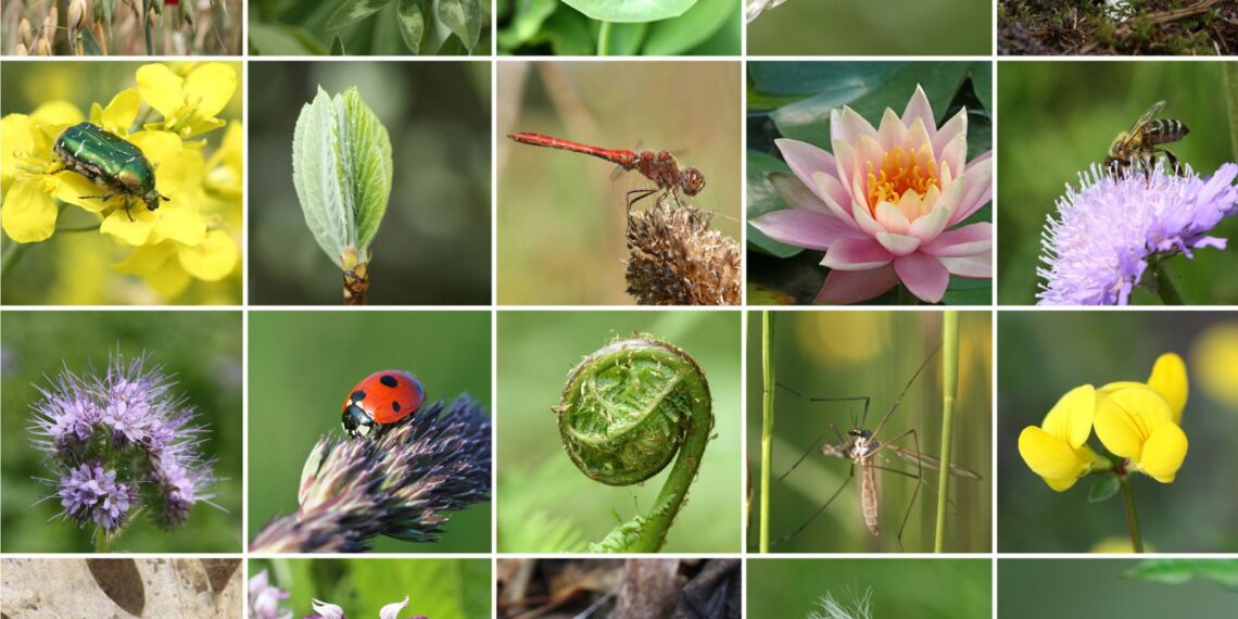 identify the most efficient way to protect biodiversity. explain your reasoning.