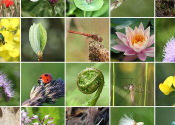 identify the most efficient way to protect biodiversity. explain your reasoning.