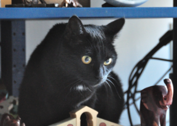 why does my cat have black stuff around his mouth