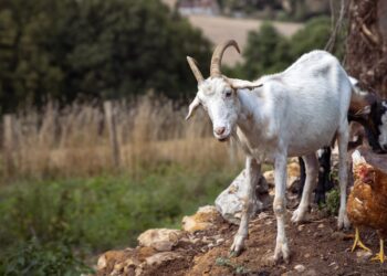 what is 3/7 chicken 2/3cat 1/2 goat