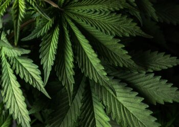 how long does the smell of weed last on clothes