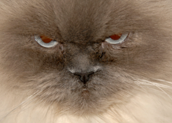 my cat is mad at me for bringing home a kitten