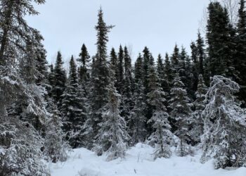 why do some animals in the taiga experience a seasonal color change?