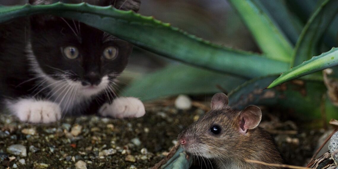 it is advantageous for a predator to prey exclusively on a single prey species.