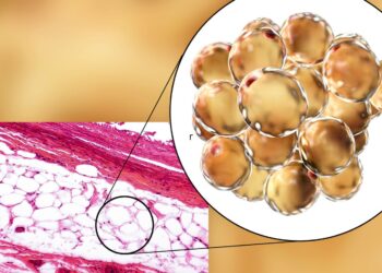 which statement accurately describes brown adipose tissue