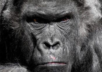 what is the difference between an ape and a gorilla