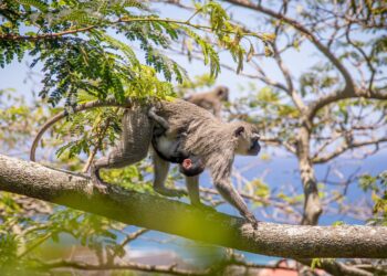 identify the characteristics that correctly describe non-human primates.