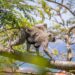 identify the characteristics that correctly describe non-human primates.