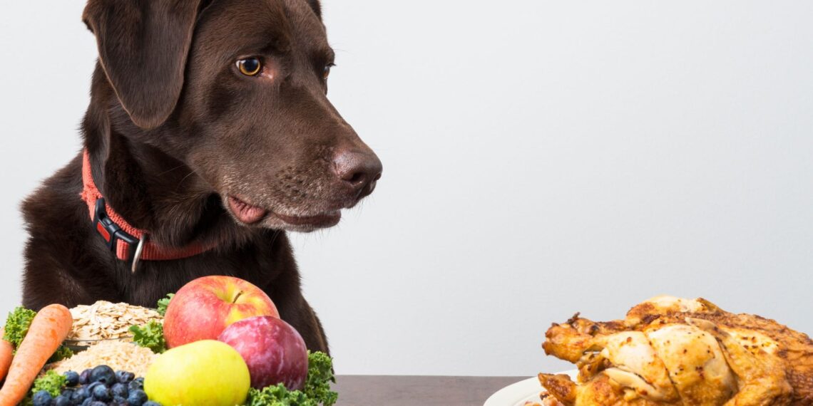 low fat dog food