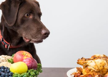 low fat dog food